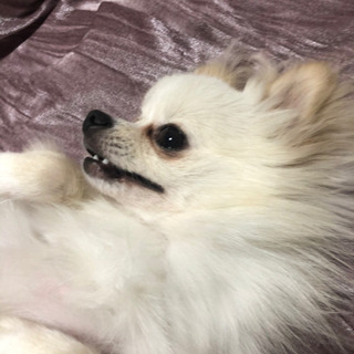 1歳7ヶ月 ポメチー オス − 愛知県