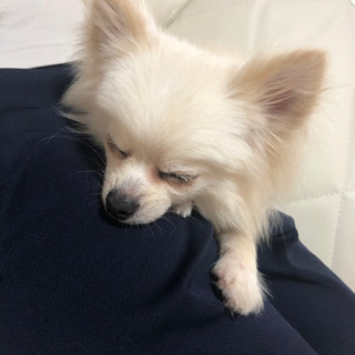1歳7ヶ月 ポメチー オス - 犬