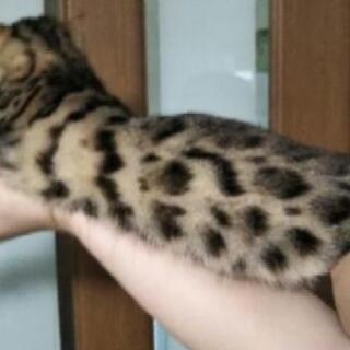 ベンガル女の子里親募集 - 猫