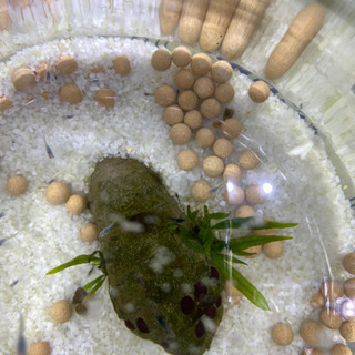 (取引中につき一旦停止)メダカ　稚魚　10匹　＋稚エビ５匹の画像