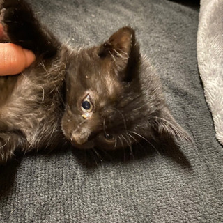 生後3ヶ月半くらいの黒猫子にゃんこ
