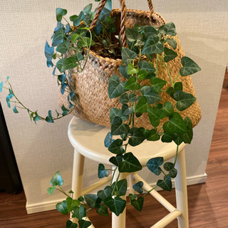 籠３点セットの画像