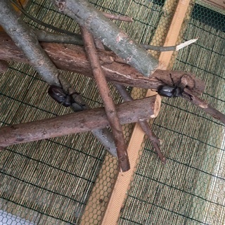 カブトムシ　ペアの画像