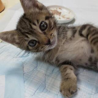 ※一時募集停止　キジトラの子猫