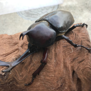 カブトムシ☆