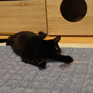 黒猫の女の子"はぴこ"