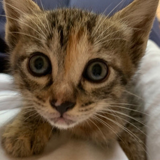 子猫の里親募集