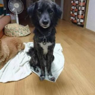 琉球犬mix 7歳　里親募集　