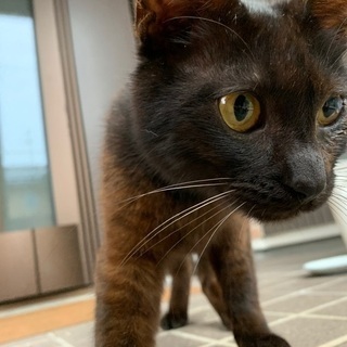 保護猫です。とても人懐っこい子です。