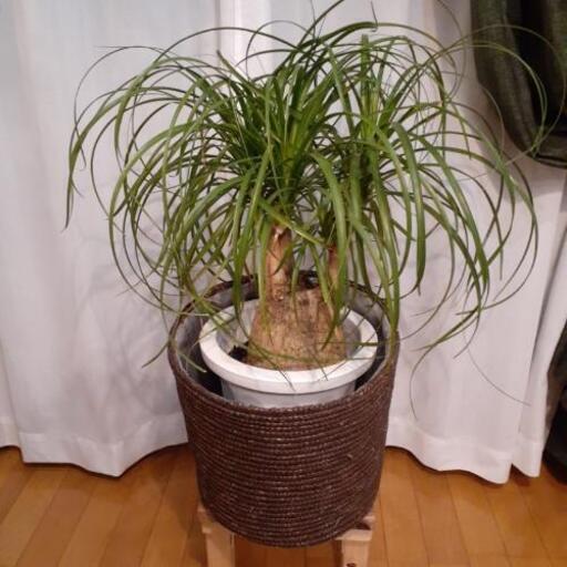 観葉植物(トックリラン)