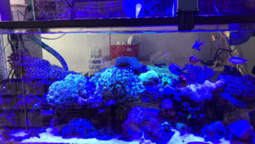 海水魚　水槽一式　120cm フルセット