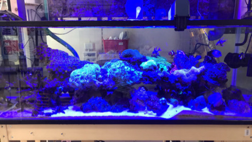 海水魚　水槽一式　120cm フルセット