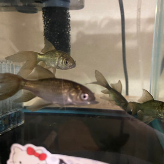 日時でお渡し可能です🎶鉄魚💕💕優良個体🐟残りわずか4匹販売します🔔🔔の画像