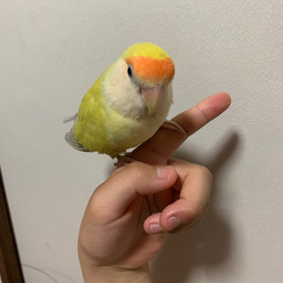 小桜インコです