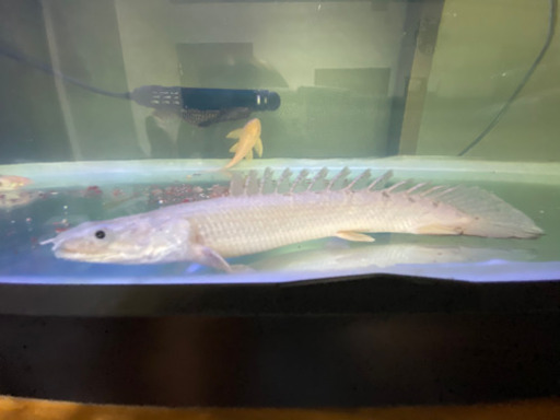 古代魚　水槽