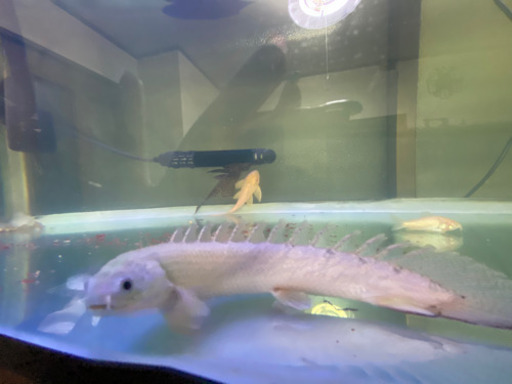 古代魚　水槽