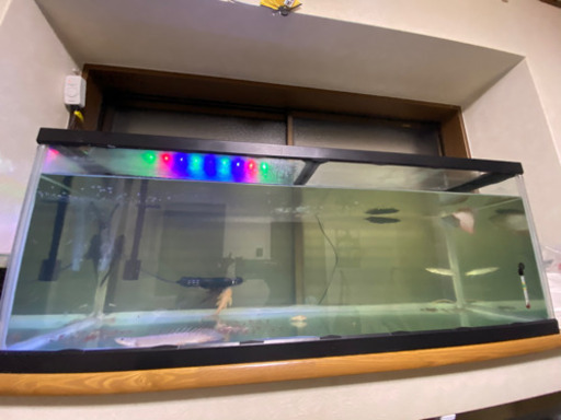 古代魚　水槽