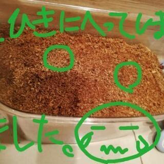 カブト虫の成虫 受付終了しました。蓋をつけて容器ごとお譲りします。