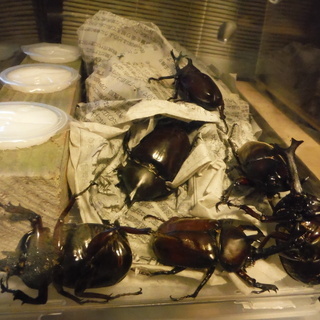 国産カブト虫60匹