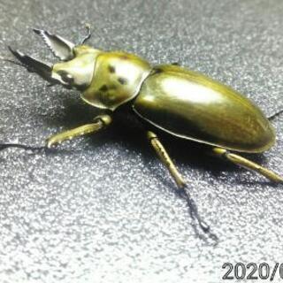 ご購入ありがとうごさいました！★モセリオウゴンオニクワガタ★　　...