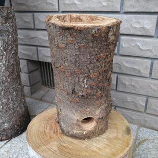 オオヤマザクラの丸大ストーブ「ウロケットーチ」。茨城県潮来市。の画像