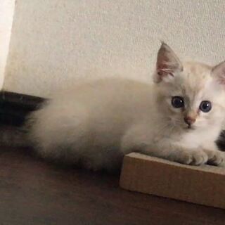 綺麗な子猫です