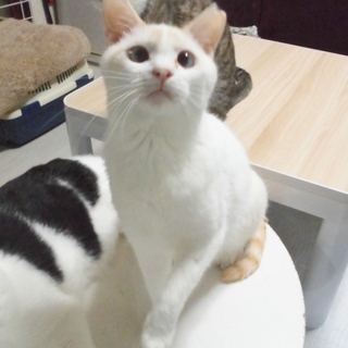 里親さま決定！　動画あり★アニメチックな寄り目ちゃん　ぎんなん♂　１歳前後 - 猫