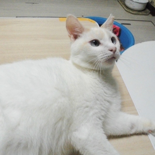 里親さま決定！　動画あり★アニメチックな寄り目ちゃん　ぎんなん♂　１歳前後 − 埼玉県