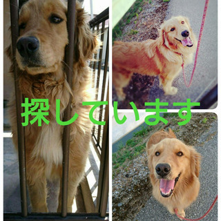 里親急募‼️