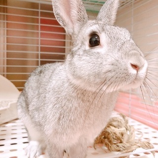 ミニウサギ