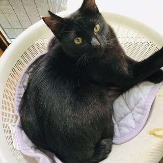 ルイくん♂約1歳★とっても甘えん坊★