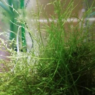 フレームモス　フレイムモス　水草