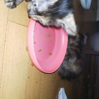 里親様募集中です