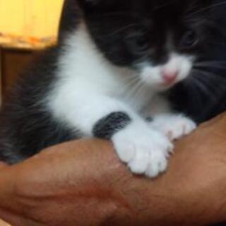 子猫差し上げてます。