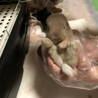 里親さん決まりました。お取引中　5/28生まれうさぎの赤ちゃん4匹