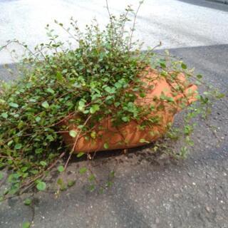 ワイヤープランツ　の画像