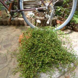 ワイヤープランツ　の画像