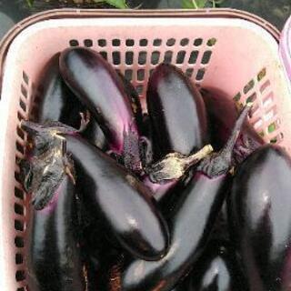 野菜🍅収穫体験🍆