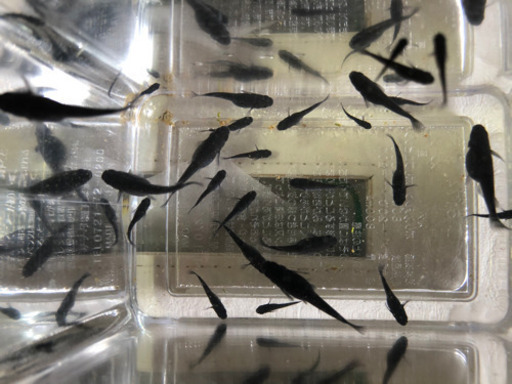 極上ブラックダイヤメダカ2020verの幼魚（若魚）