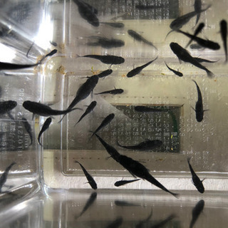 極上ブラックダイヤメダカ2020verの幼魚（若魚）