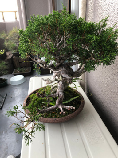 盆栽