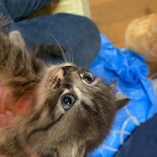 野良猫の仔猫→黒、ネズミ