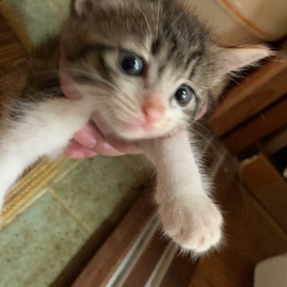 野良猫が産んだ仔猫→三毛
