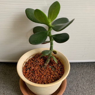 観葉植物　金の成る木　縁起物