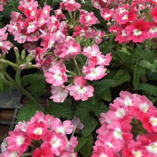 植物無人販売　お花あります　お気軽にどうぞ