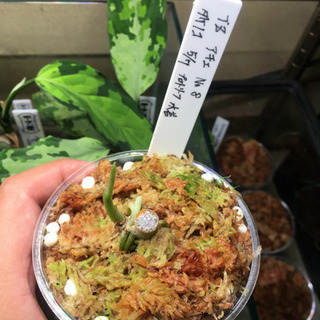 アグラオネマ TZ便  バイカラーの画像