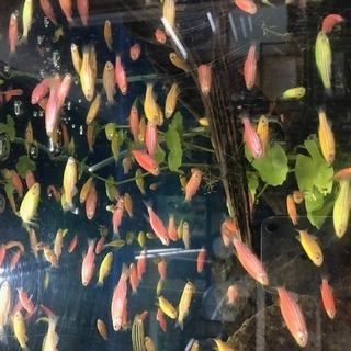 ゼブラダニオ　熱帯魚　zebradanio　ゼブラ　ダニオ　ベタ　の画像