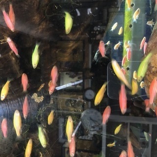 ゼブラダニオ　熱帯魚　zebradanio　ゼブラ　ダニオ　ベタ　の画像