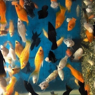 ゼブラダニオ　熱帯魚　zebradanio　ゼブラ　ダニオ　ベタ　