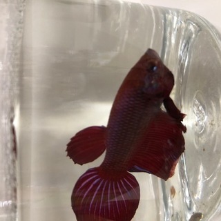 ゼブラダニオ　熱帯魚　zebradanio　ゼブラ　ダニオ　ベタ　の画像